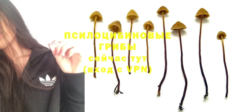 где можно купить   Райчихинск  Псилоцибиновые грибы Psilocybe 